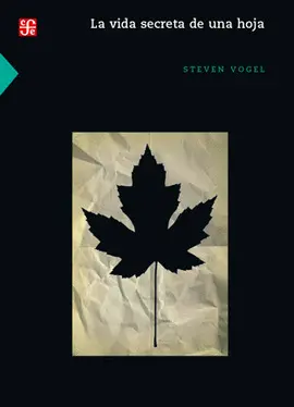 Vida Secreta de una Hoja, la