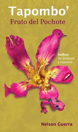 Tapombó. Fruto del Pochote