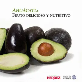 AHUÁCATL: FRUTO DELICIOSO Y NUTRITIVO