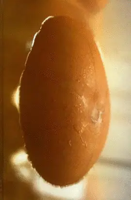 Gabriel Orozco. En el Palacio de Cristal